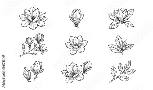 Magnolia flower line art set with blooming flowers buds and leaves minimal botanical outline vector