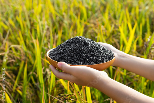 A little girl's hands holding a dish of black rice in a rice field in autumn