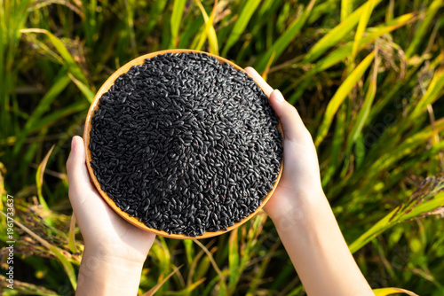 A little girl's hands holding a dish of black rice in a rice field in autumn