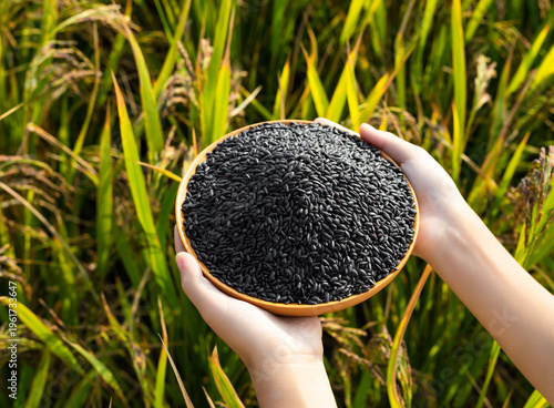 A little girl's hands holding a dish of black rice in a rice field in autumn