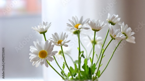 daisies. Fresh daisies in a simple vase with soft green stems, bathed in natural daylight. gardening catalogs, home-decor guides, designed for home decor and floral branding.
