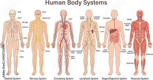 Human body systems, skeletal, nervous, circulatory, lymphatic, digestive, muscular, organs, anatomy diagram, medical illustration, educational biology, flat vector illustration