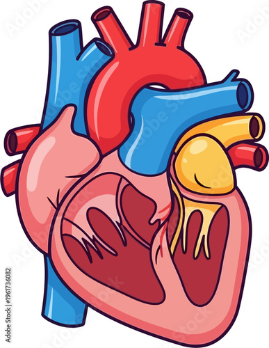 A colorful cartoon illustration of a human heart with a cross-section showing its internal chambers, valves, and major blood vessels.