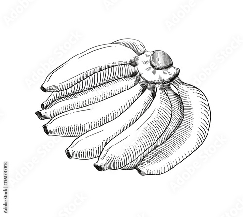 hand drawn illustration of a banana