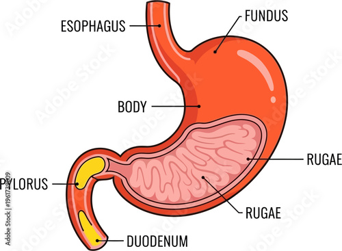 Anatomy of the human stomach showing esophagus, fundus, body, rugae, pylorus, and duodenum.