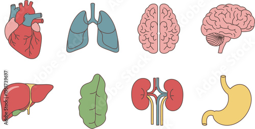 Collection of colorful human internal organs including heart, lungs, brain, liver, spleen, kidneys, and stomach, depicted in a simple flat design style.