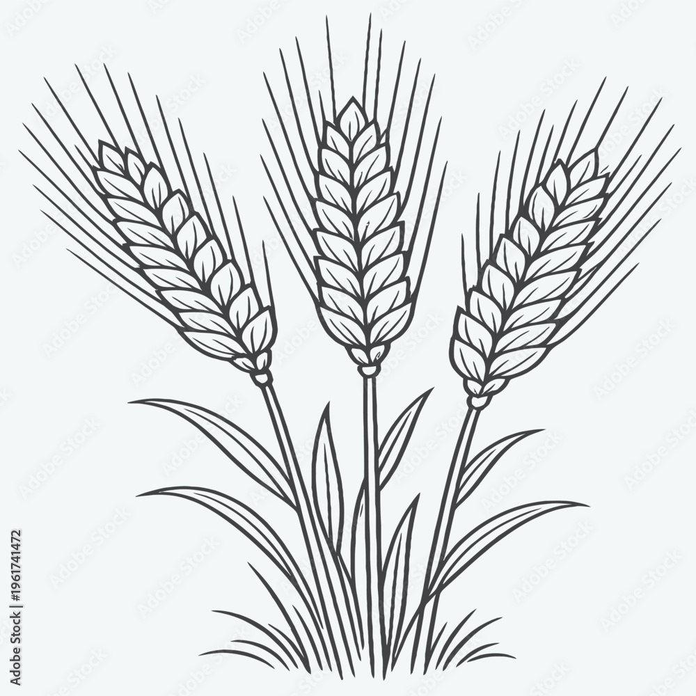 Fototapeta premium Print Wheat Rye Barley Ears Line Vector, Cereal Agriculture Field Outline Icons Editable Stroke on White Background