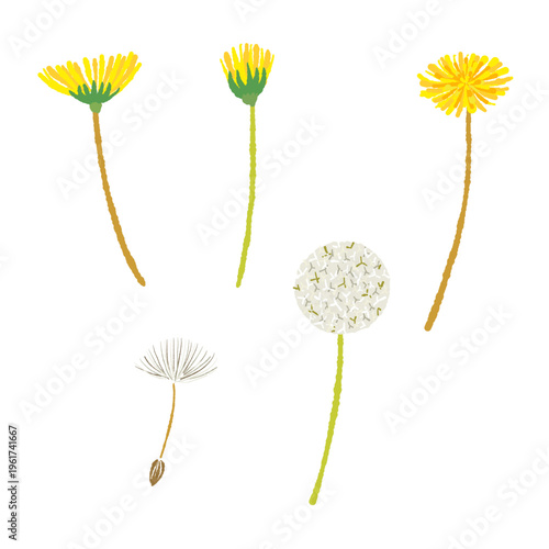 Dandelion Stems Set (Flower, Fluff, Bud)