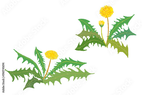 Pair of Dandelion Plants Illustration