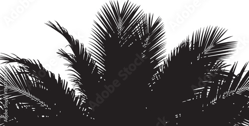 Black palm leaf, tropical vector, palm tree silhouette, exotic foliage, palm leaf, palm tree, tropical, foliage, leaf, plant, exotic, silhouette, vector, black, illustration, graphic, icon, design ele