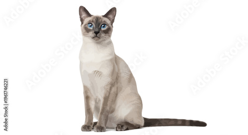Graceful domestic Siamese cat with striking blue eyes elegantly posing, showcasing its beautiful pointed fur against a clean white studio background, capturing its calm and serene feline presence