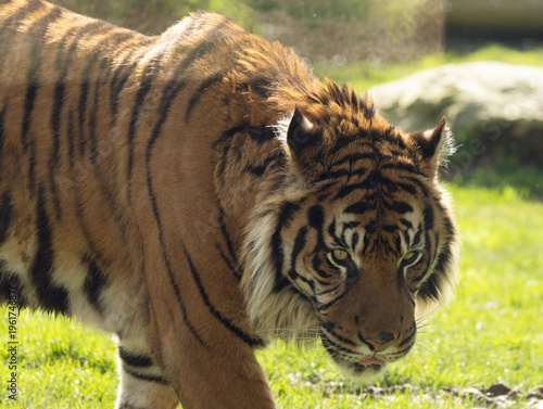 Obraz na płótnie Tigre de Sumatra