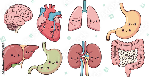 Cute cartoon human internal organs set with smiling faces, including brain, heart, lungs, stomach, liver, kidneys, and intestines.