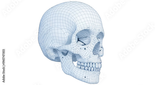 Wireframe Skull - A 3D Digital Illustration Showing the Anatomical Structure of a Human Skull in a Blue Grid Design