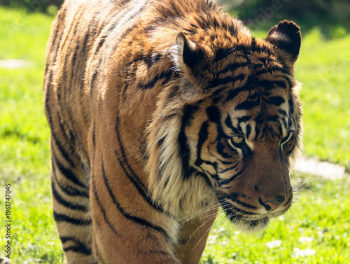 Obraz na płótnie Tigre de Sumatra