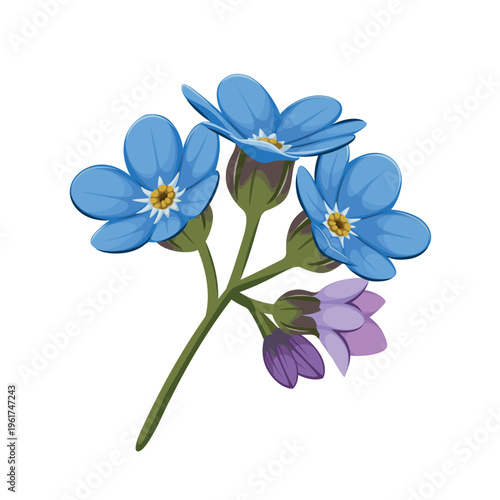Forget me not flower on a white background. Vector.