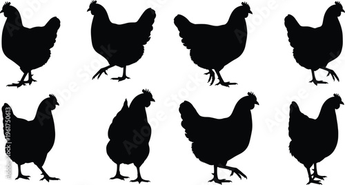 Chicken silhouettes vector set, hen poultry illustration collection, farm bird side views, black domestic fowl shapes, livestock agriculture design elements bundle