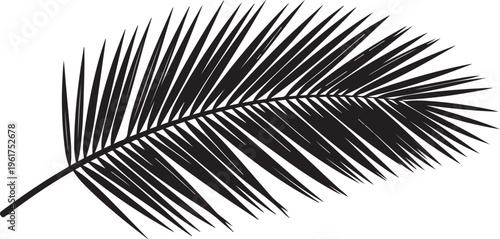 Black palm leaf, tropical palm tree, vector palm frond, leaf silhouette