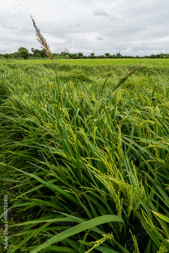 Rice plants that are bearing grains in the rice field