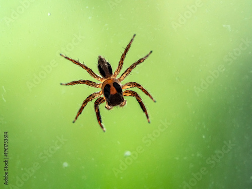 Plexippus petersi is a species of jumping spider on the glass window