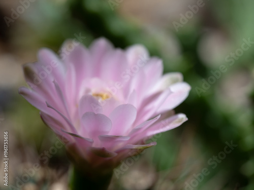 Gymnocalycium Cactus flower close-up pink color delicate petal