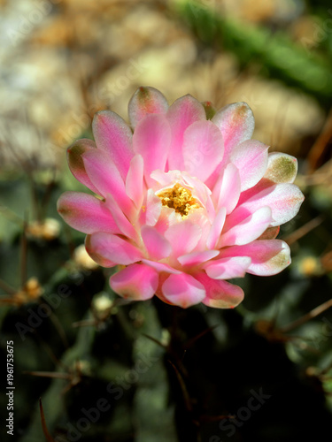 Gymnocalycium Cactus flower close-up pink color delicate petal
