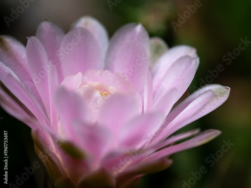 Gymnocalycium Cactus flower close-up pink color delicate petal