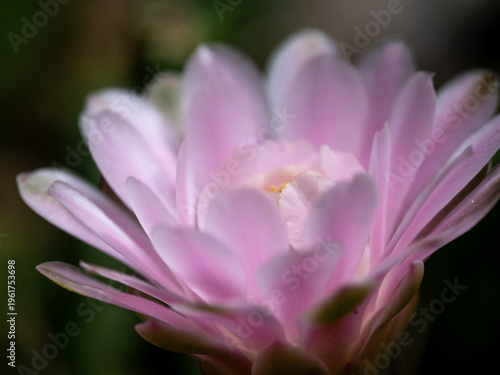 Gymnocalycium Cactus flower close-up pink color delicate petal
