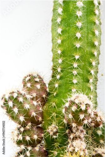 Small bud of cactus growing from a big cactus stump