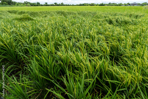 Rice plants that are bearing grains in the rice field