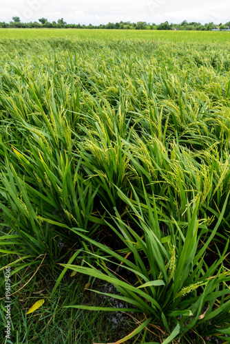 Rice plants that are bearing grains in the rice field