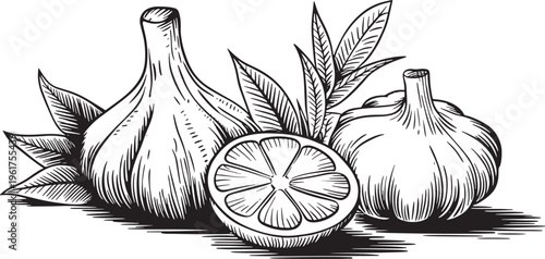 Black and white sketch composition of fresh garlic bulbs lemon slice and aromatic herbs. Vector illustration