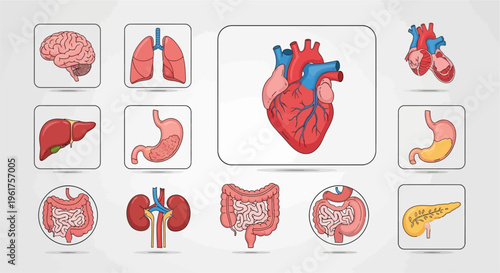 Detailed illustration of human internal organs including heart, brain, lungs, liver, stomach, intestines, kidneys, and pancreas on a light background.