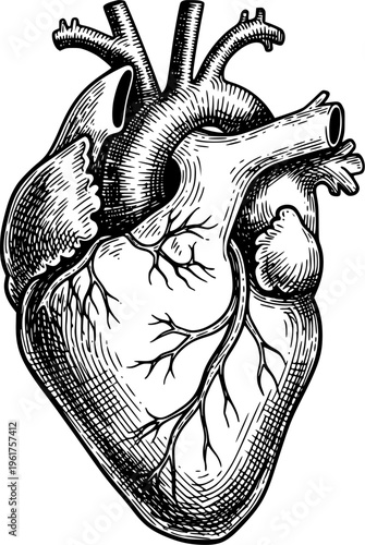 Human Anatomical Heart Line Art Illustration for Medical Study, Healthcare Design, Tattoo and Educational Use