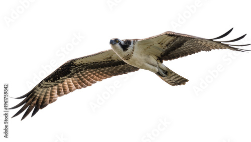 Cuadro en lienzo Powerful adult osprey bird soaring gracefully with outstretched wings and sharp