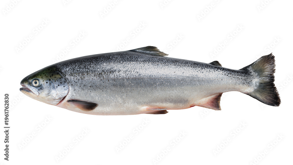Obraz premium Beautiful fresh whole Atlantic salmon fish with iridescent scales and natural markings