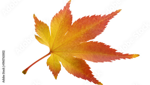 Fotografie Bright red and orange Japanese maple leaf showcasing vivid autumn colors