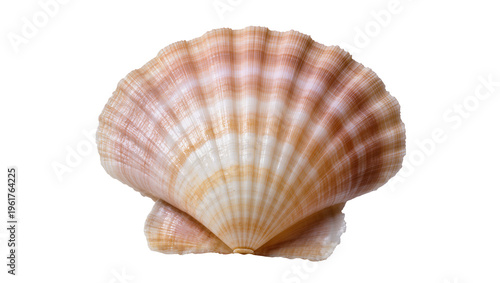 Foto Delicate pink and beige scallop seashell with intricate ribbed texture, beautifu