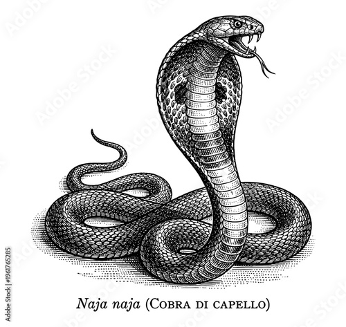 Indian cobra Naja naja with spread hood vintage engraving