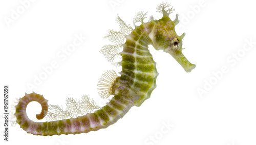 Fényképezés Stunning green seahorse with intricate coral-like features and beautiful texture