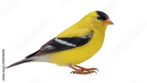 Photos Beautiful American Goldfinch, a small migratory songbird, in vibrant yellow and