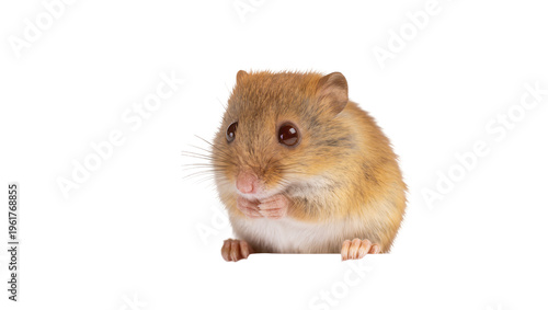 Foto Sweet tiny brown furry dormouse with huge eyes holding paws, looking cute and cu