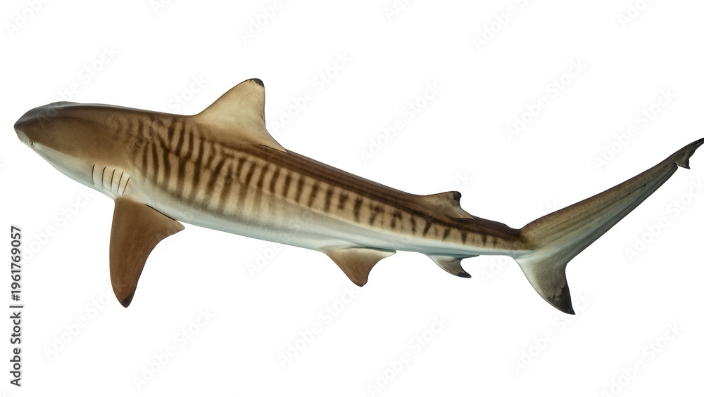 Fototapeta premium A majestic tiger shark, a powerful ocean predator with distinctive striped markings