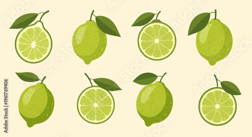 Set of vector lime illustrations showing whole citrus fruit and round slices with green leaves and stems, featuring realistic textures on a light background for culinary graphics.