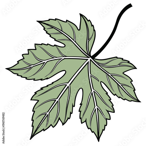 A green leaf with a long stem