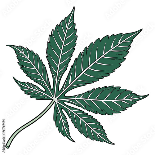 A green cannabis leaf with white veins