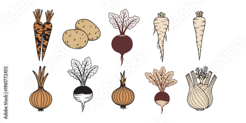 Variety of root vegetables illustration