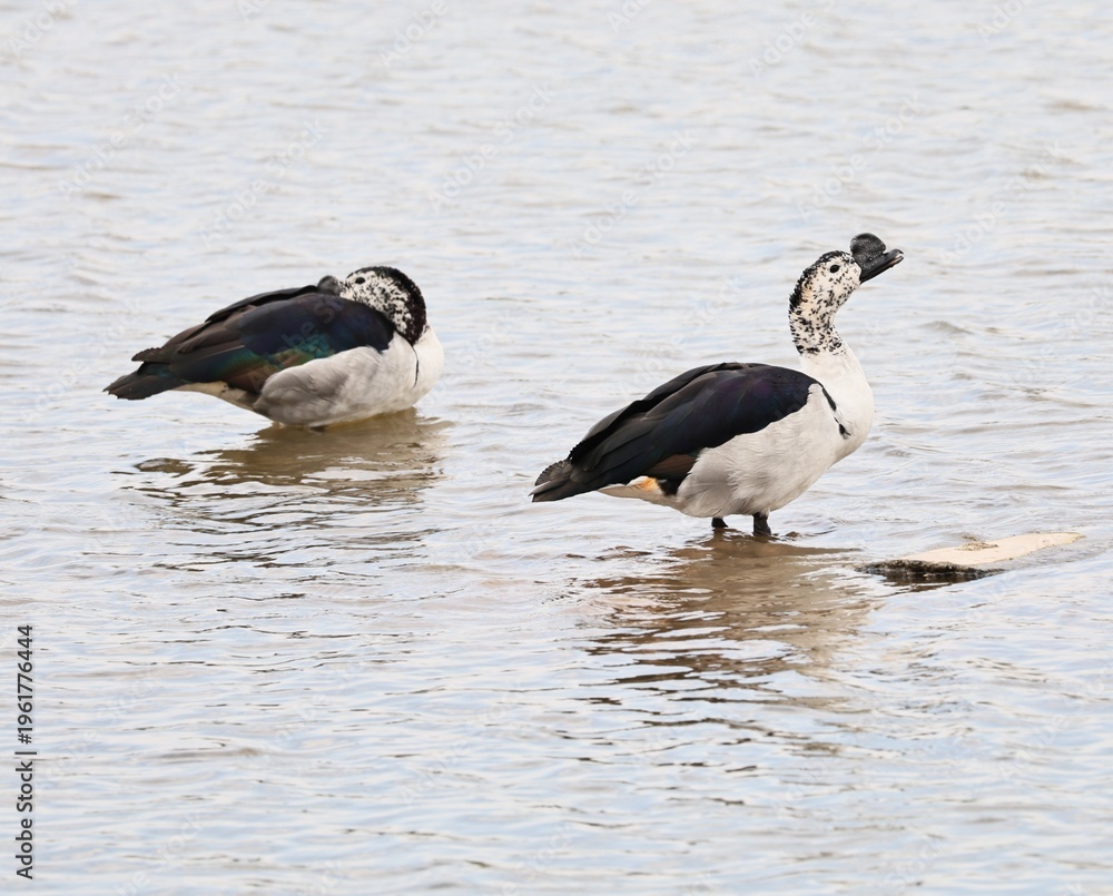 Fototapeta premium Knob billed Duck