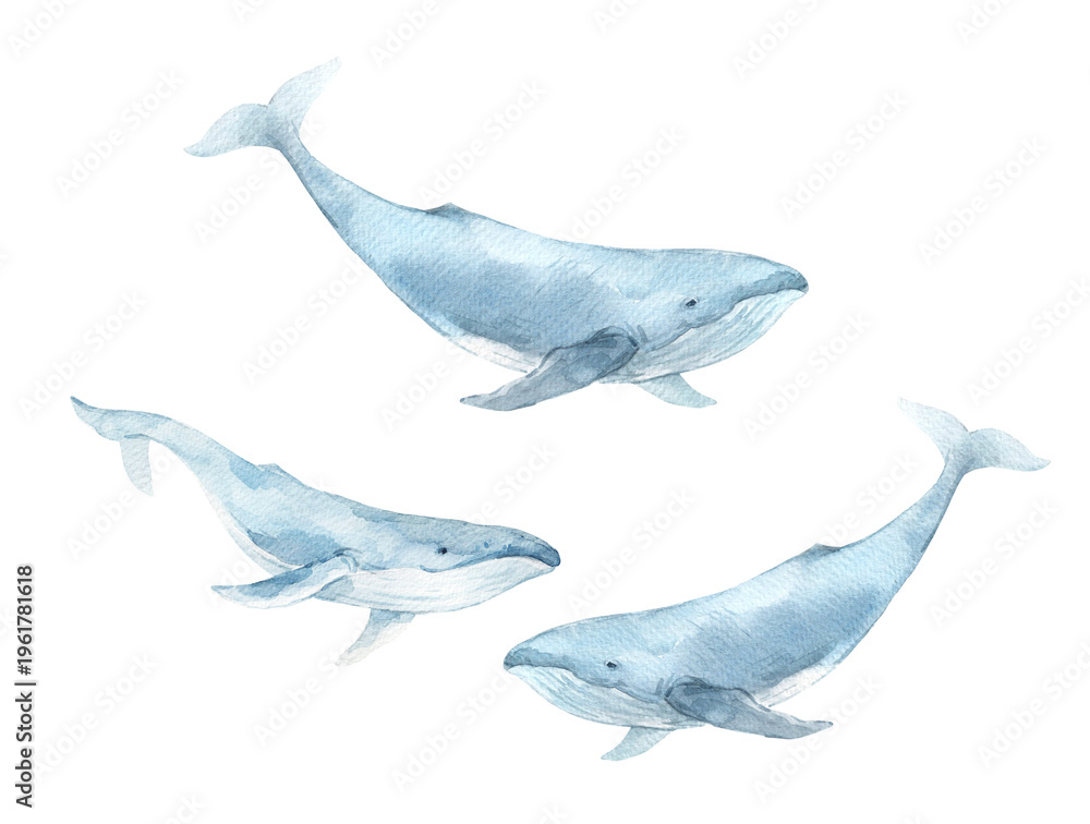 Fototapeta premium Watercolor Whales Illustration, Blue Ocean Mammals, Marine Life Art on White Background