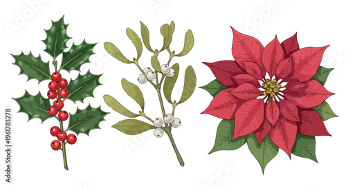 Vintage Christmas botanical illustrations, red poinsettia flower and green holly with berries, mistletoe branch with white berries, vector set